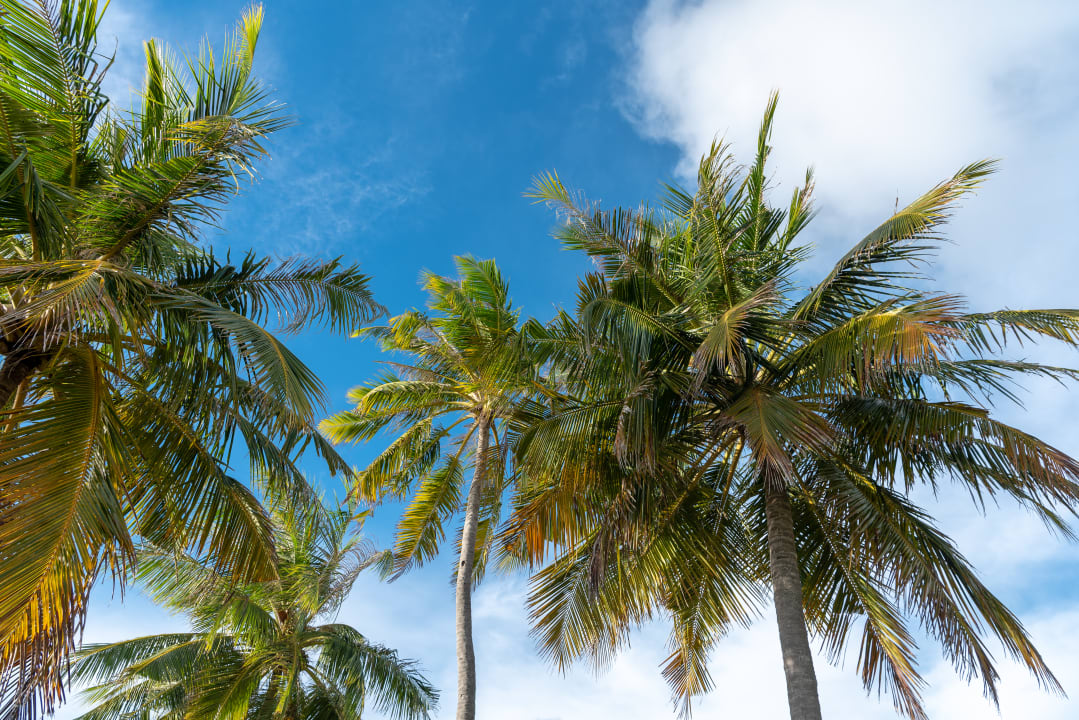 Sonstiges Noku Maldives, Vignette Collection