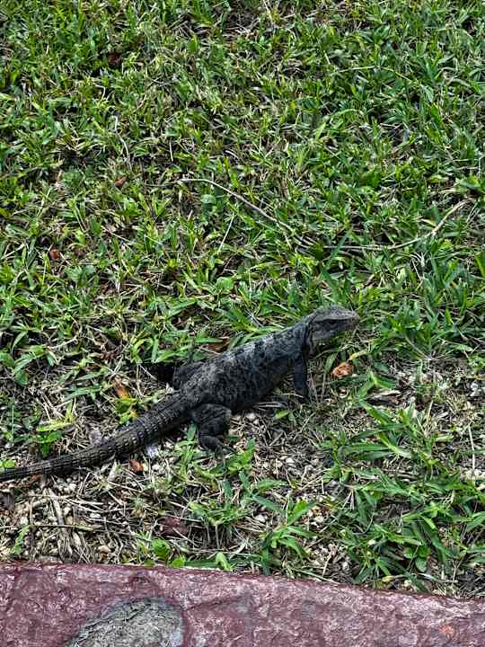 Gartenanlage Grand Palladium Colonial Resort & Spa