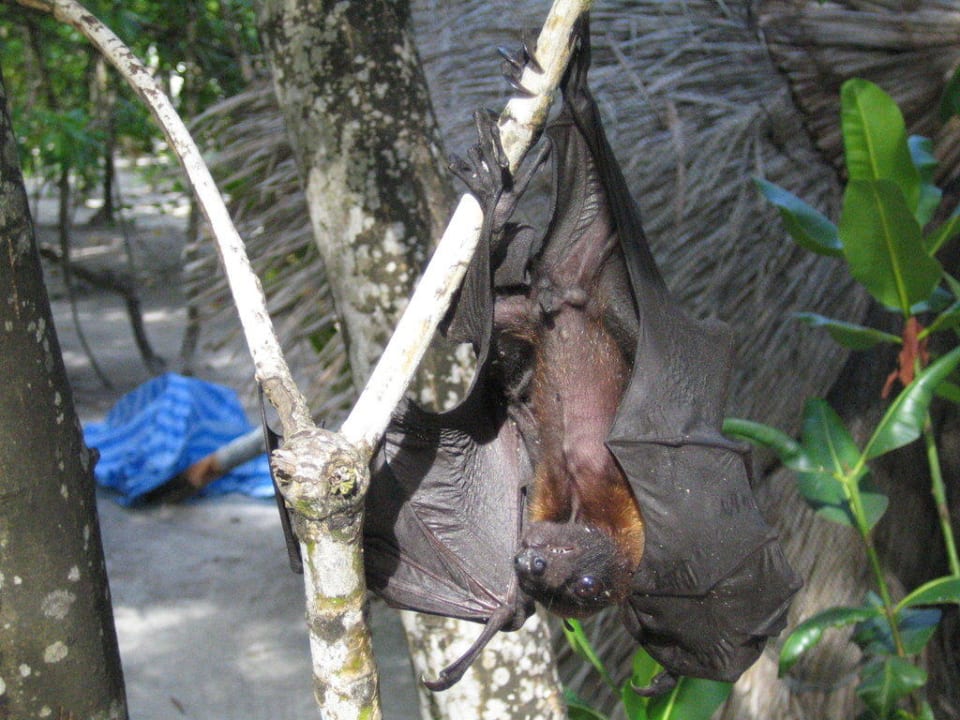 Flughund NH Collection Maldives Reethi Resort