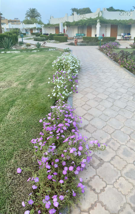 Gartenanlage Shams Safaga Resort