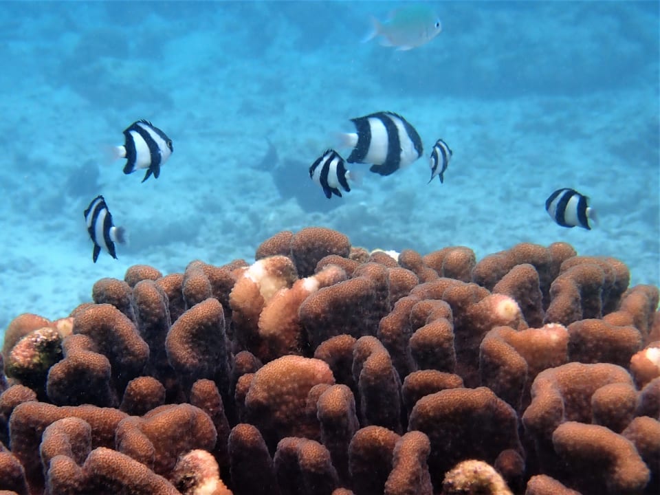 Sport & Freizeit NH Collection Maldives Reethi Resort