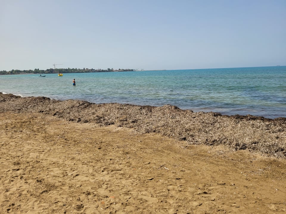 Strand Acanthus Cennet Barut Collection