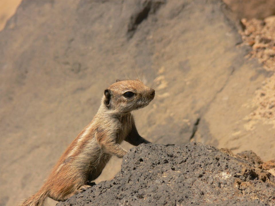 Besucher am Strand Aldiana Club Fuerteventura
