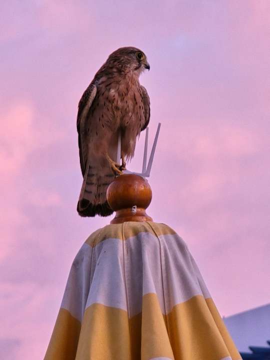 Gartenanlage Seaside Los Jameos Playa