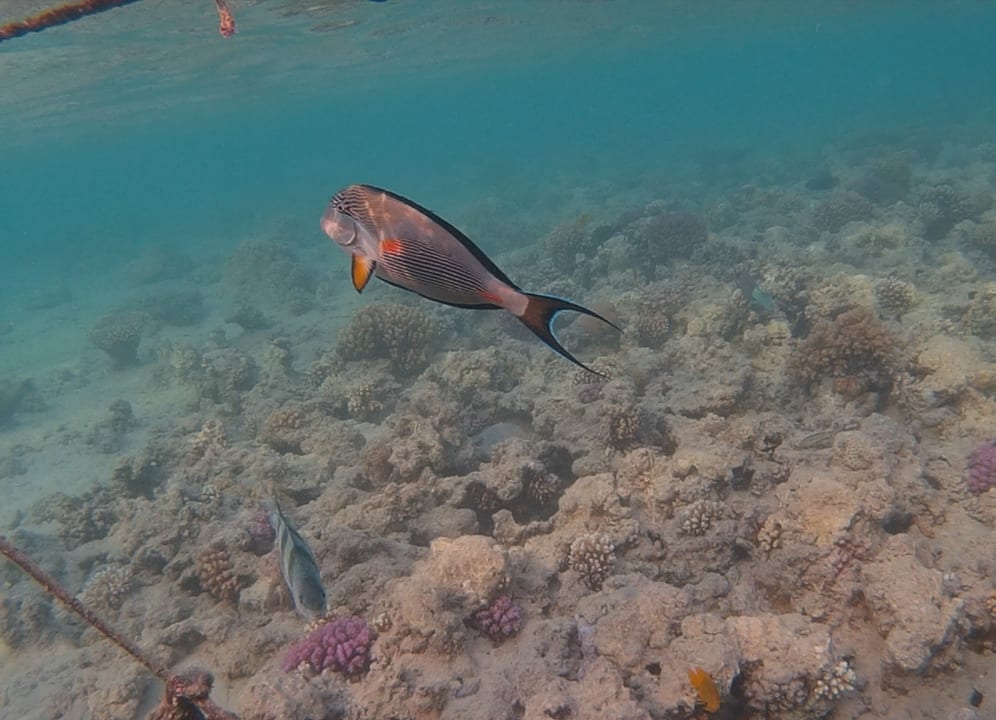 Sport & Freizeit  Grand Waterworld Makadi & Family Star Makadi