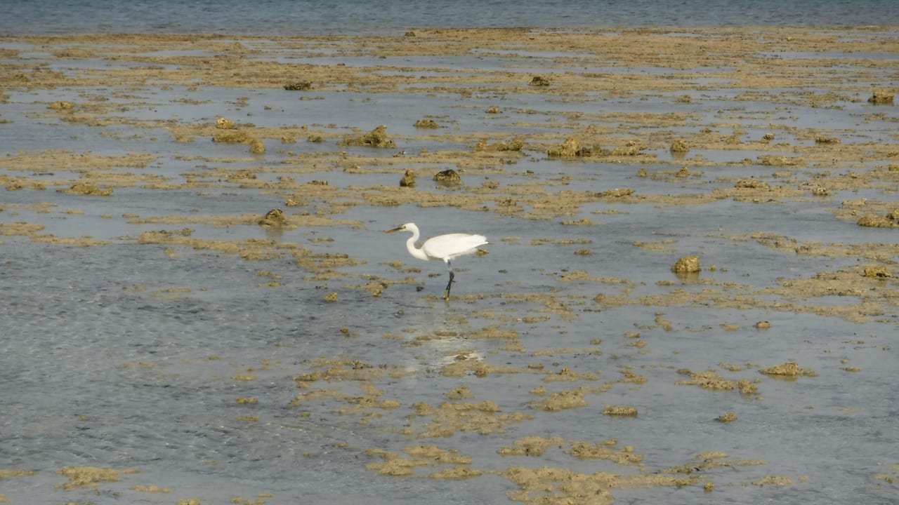 Strand Malikia Resort Abu Dabbab