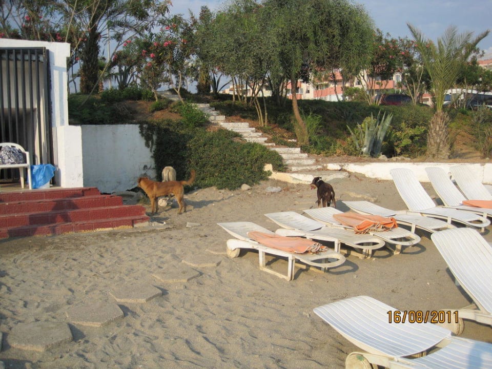 Wilde Hunde Kaila Beach Hotel