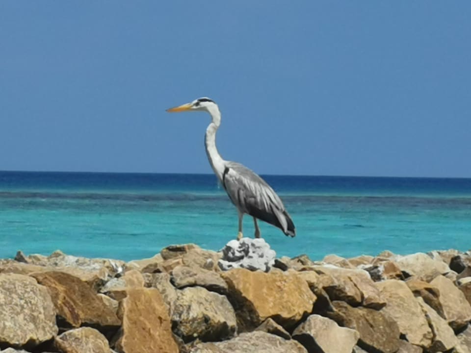 Strand Summer Island Maldives
