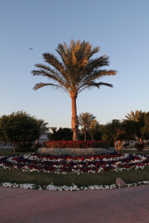Gartenanlage Desert Rose