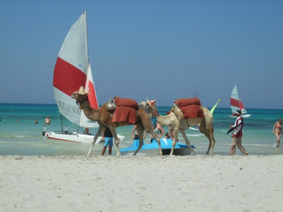Kamelpärchen mit Hut am Strand Hotel Royal Garden Palace