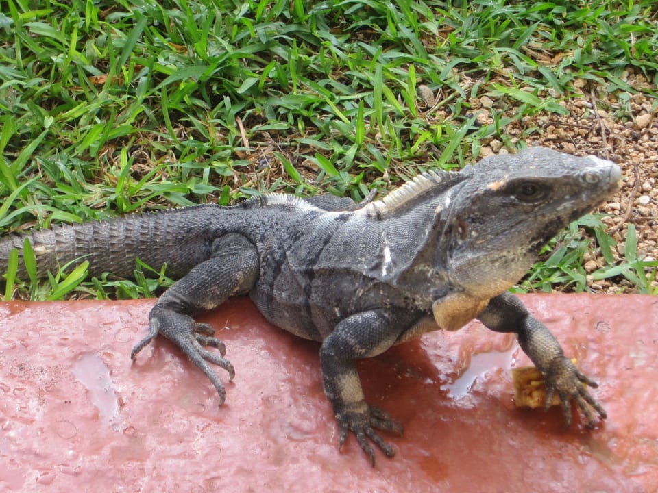 Leguan in der Parkanlage Grand Palladium Kantenah Resort & Spa