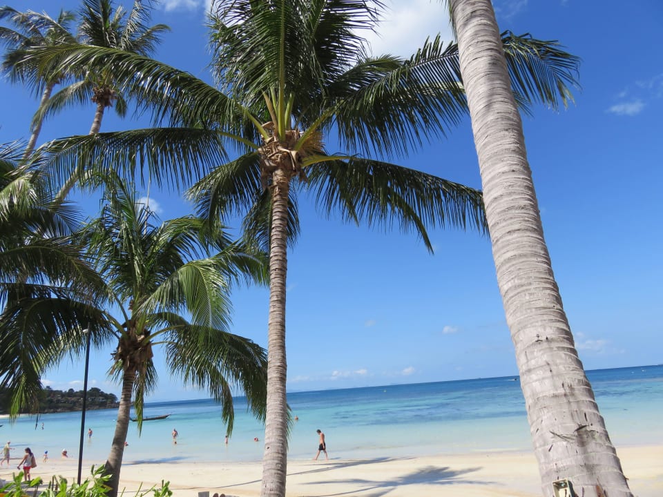Palmenstrand Long Bay Resort Koh Phangan