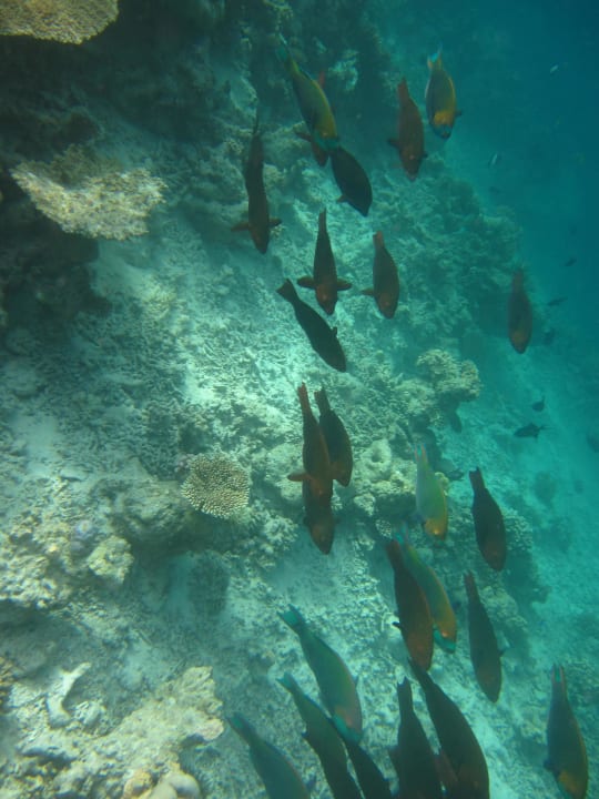 Papageienfisch-Schule Diamonds Thudufushi
