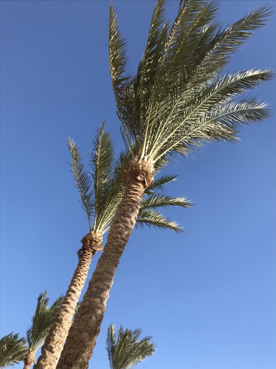 Gartenanlage Steigenberger ALDAU Beach Hotel