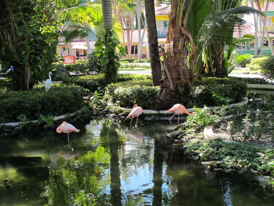 Teich mit Flamingos vor der Lobby Grand Palladium Select Bávaro Resort & Spa