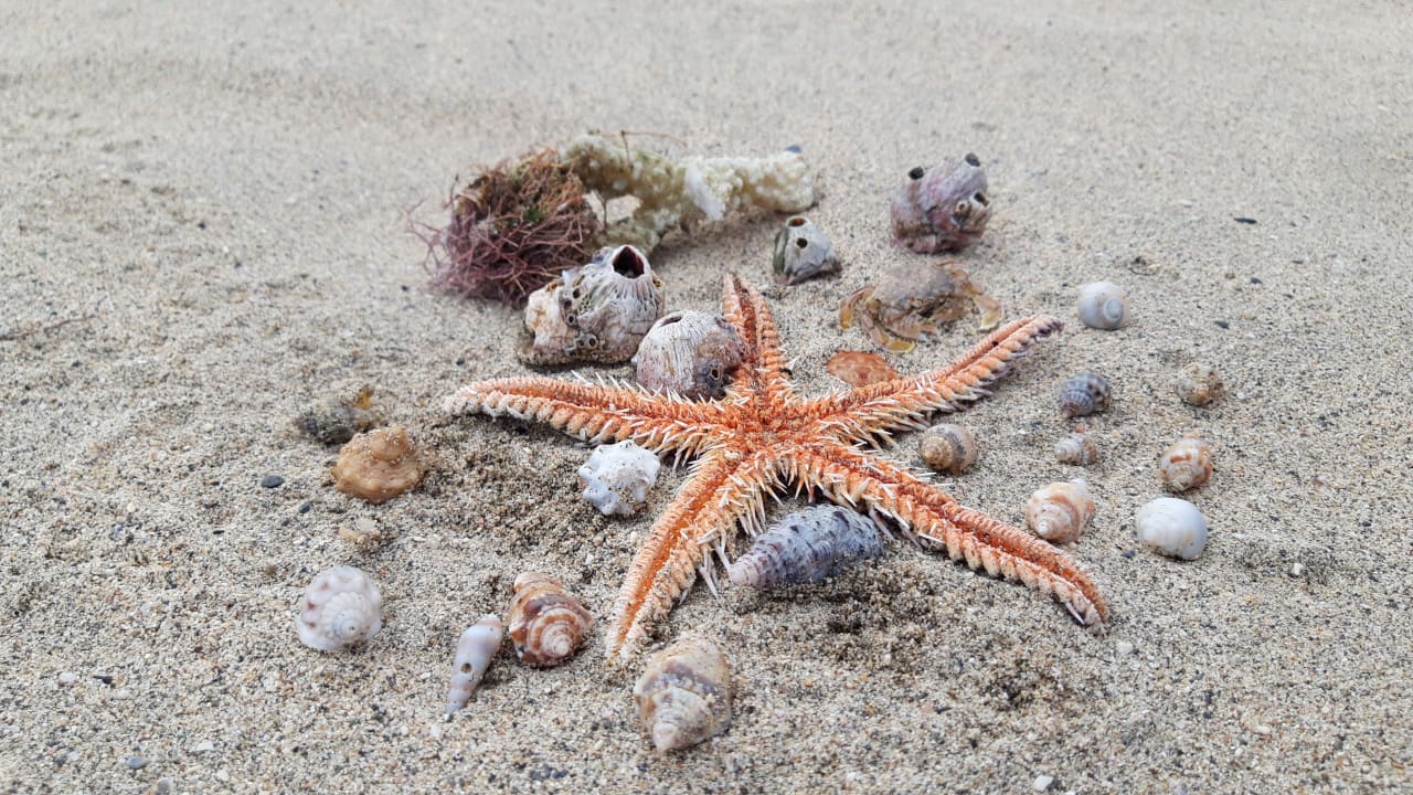 Sonstiges Three Corners Equinox Beach Resort