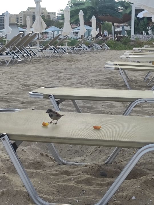 Strand Dreams Sunny Beach Resort & Spa