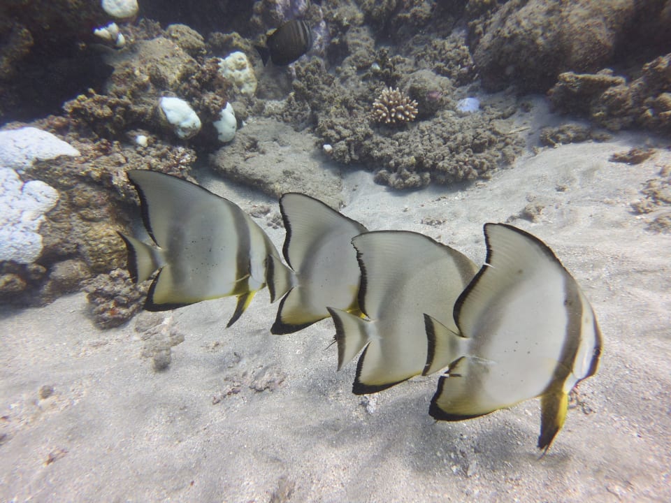 Sport & Freizeit Malikia Resort Abu Dabbab