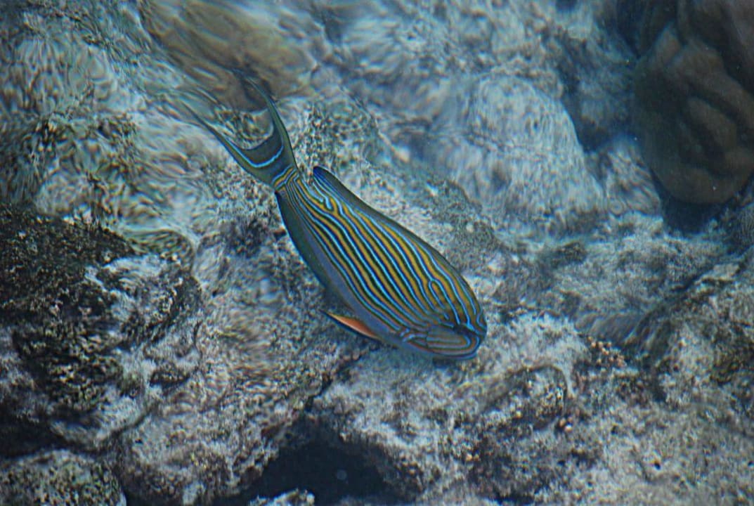 Blaustreifendoktorfisch Summer Island Maldives