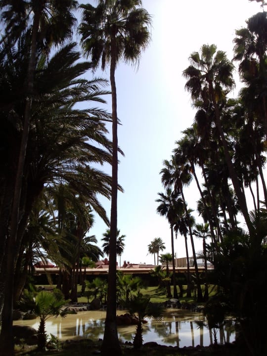 Oase vor dem Balkon Hotel Riu Palace Oasis