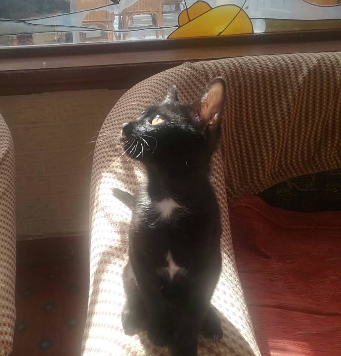 Katzenbaby im Billiard-Raum The Grand Hotel Hurghada