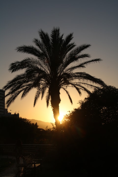 Gartenanlage Pestana Grand Ocean Resort