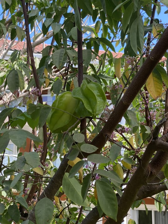 Gartenanlage Occidental Tamarindo