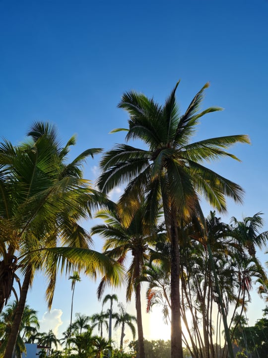 Gartenanlage Marien Puerto Plata