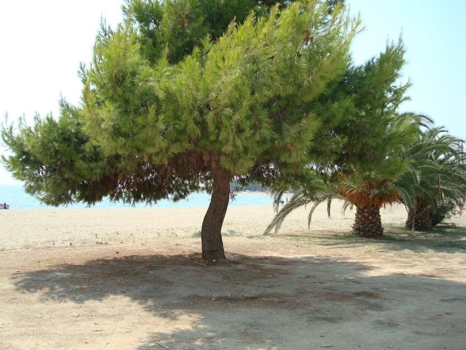 Kalives Strand Hotel Kalives Resort