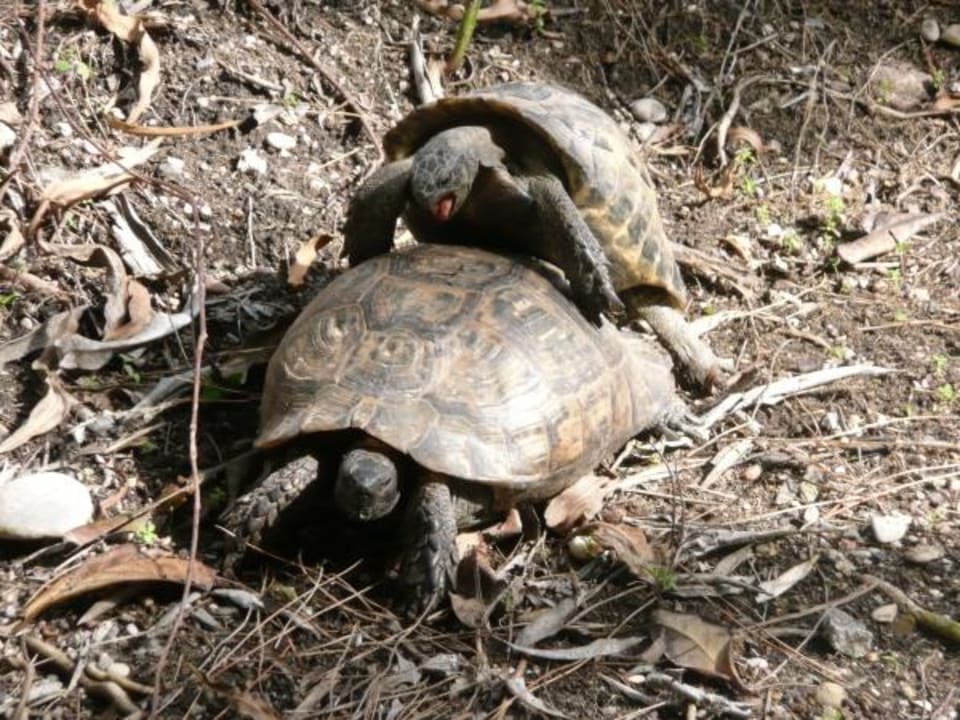 Neben der Coca-Cola-Bar! Asteria Family Belek