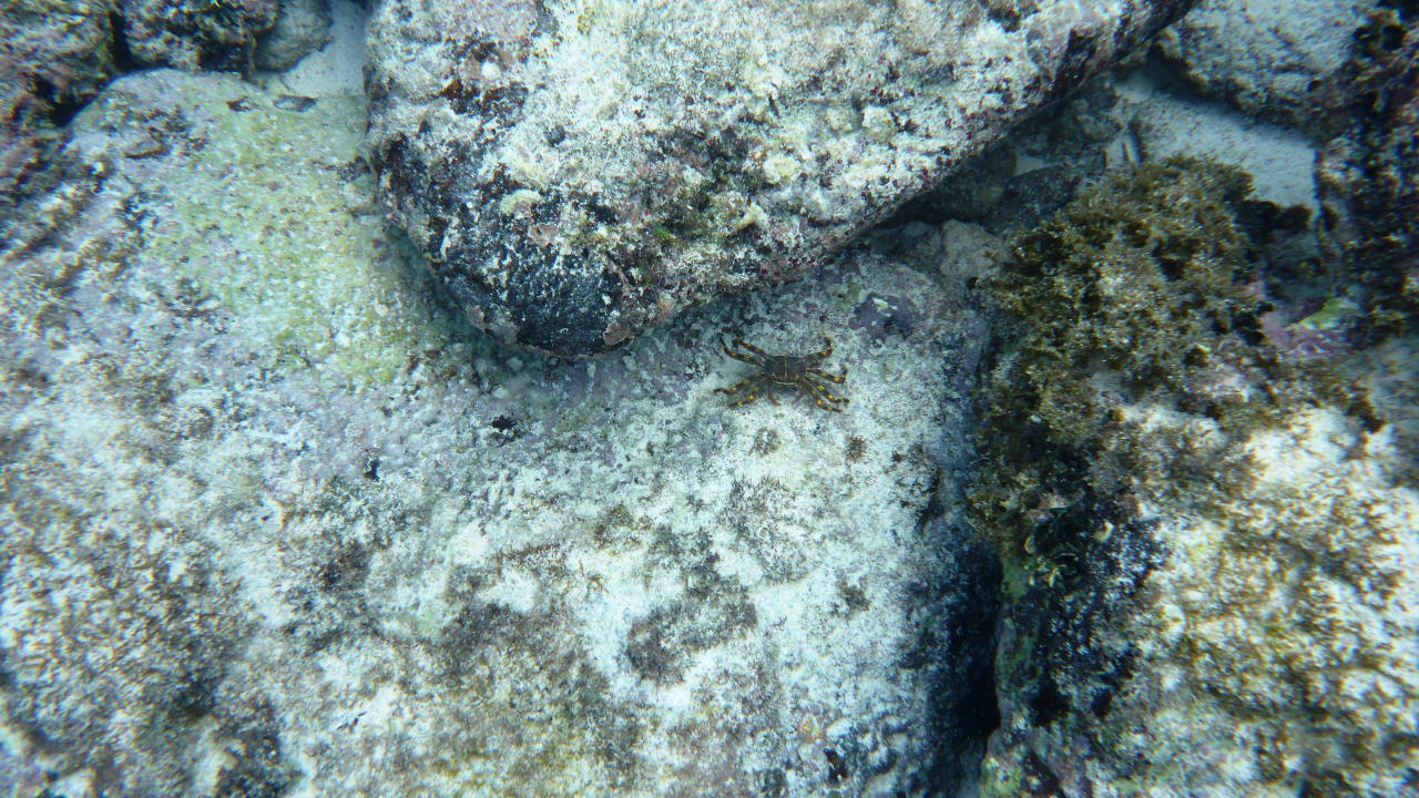 Strand Hotel Viva Dominicus Beach by Wyndham - All Inclusive Resort