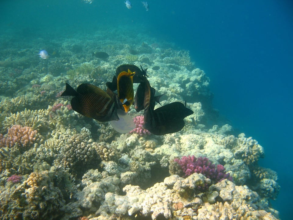 18 Stella Beach Resort & Spa Makadi Bay