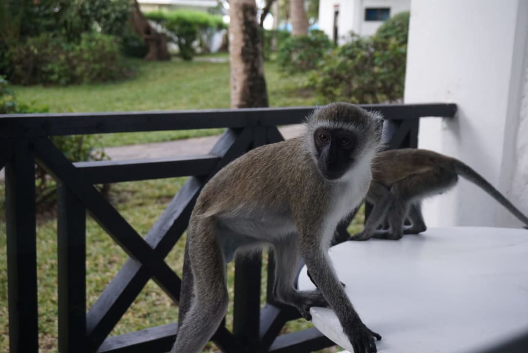 Zimmer Diani Sea Resort