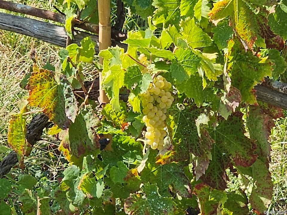 Ausblick Poggio Aragosta