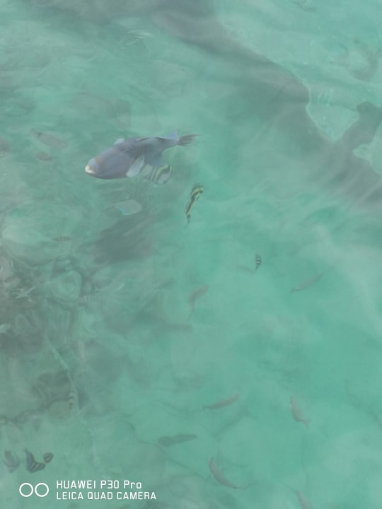 Strand Pickalbatros Citadel Resort