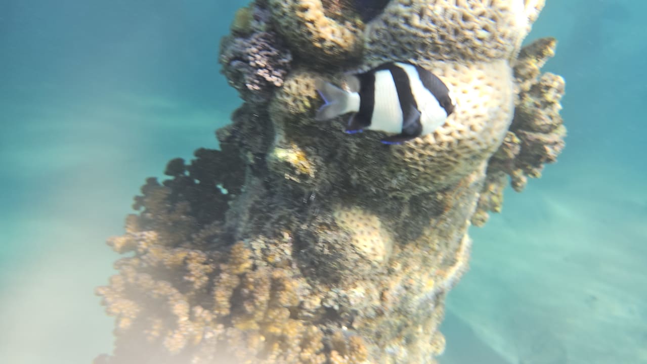 Sport & Freizeit Shams Alam Beach Resort