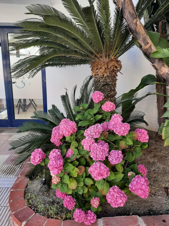 Gartenanlage Hotel Rosa Nautica