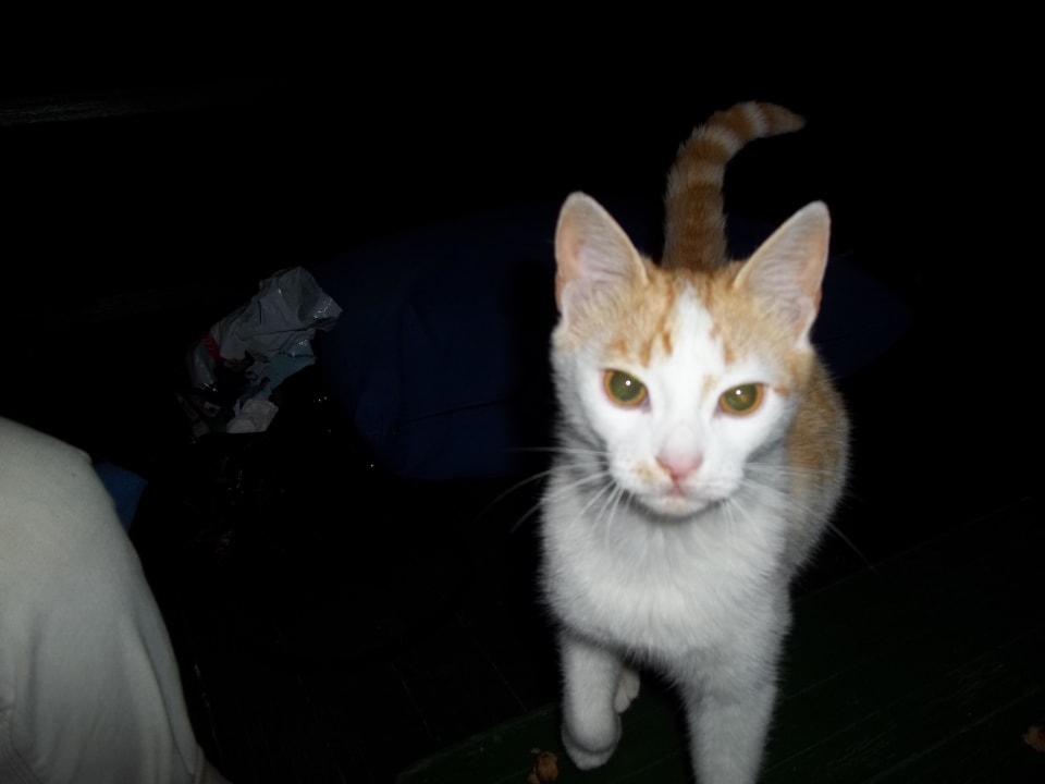 Sie mögen gerne Fressi bekommen Bella Resort & Spa