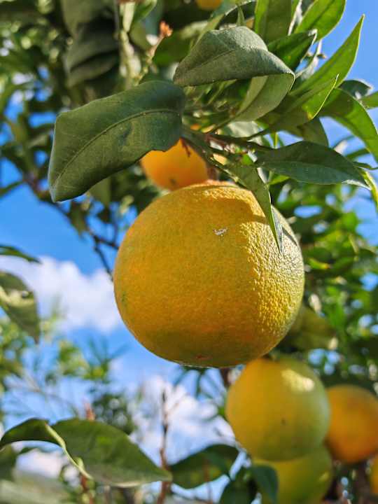 Gartenanlage Akrathos Beach Hotel