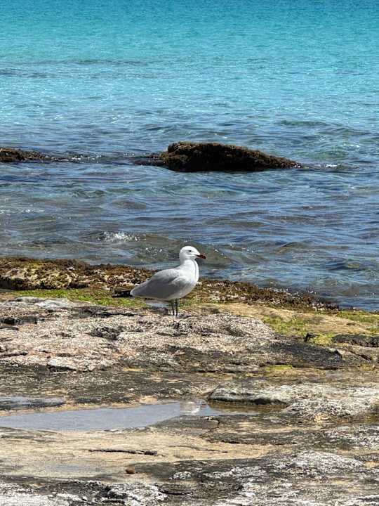 Strand allsun Hotel Borneo - Adults only