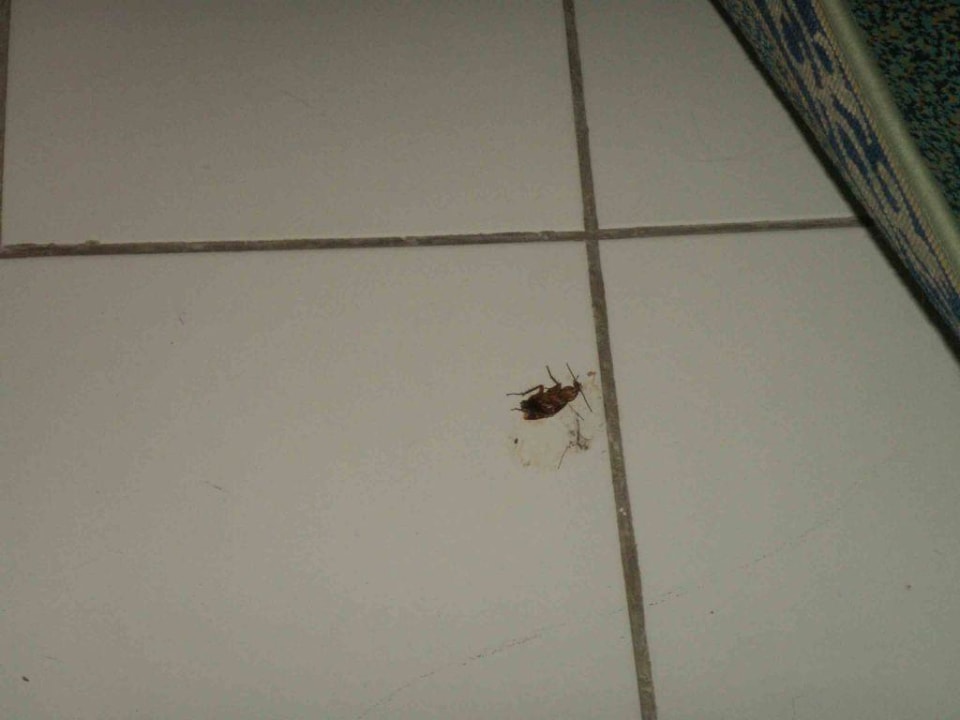 Unsere Haustiere Calimera One Resort Jockey