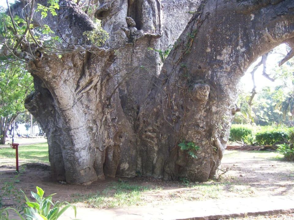 Baobab Baum Hotel Papillon Lagoon Reef