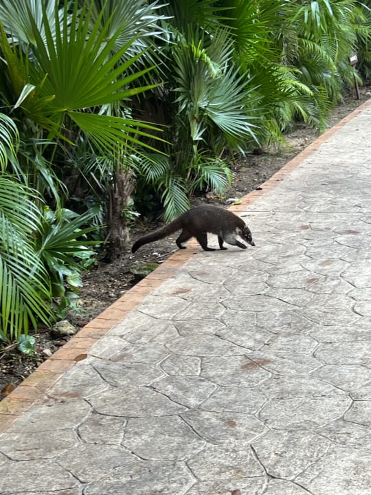 Gartenanlage Iberostar Waves Tucan