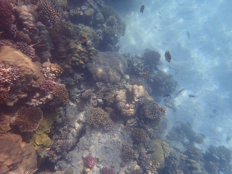 Strand Mövenpick Resort El Quseir