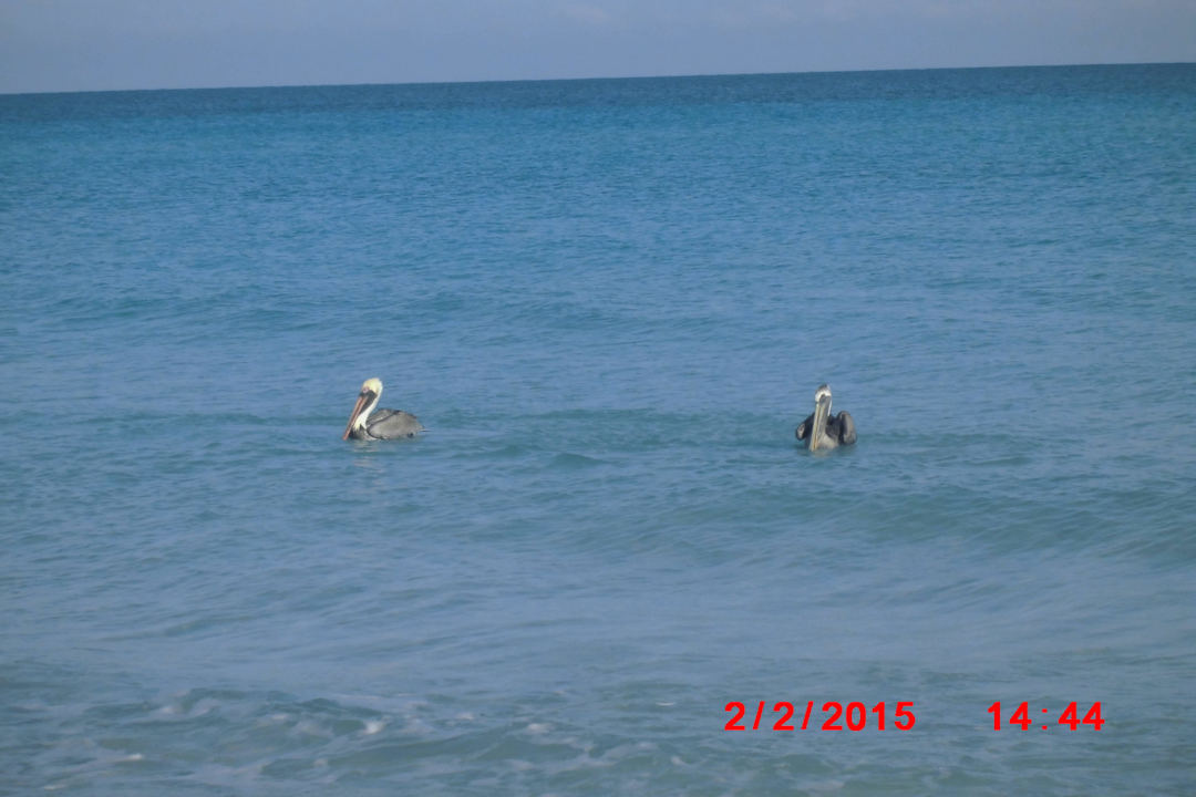 Pelikane Sol Palmeras