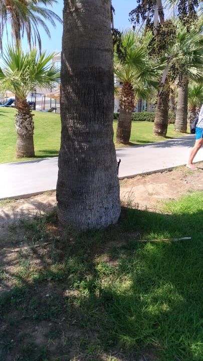 Gartenanlage Rodos Princess Beach Hotel & Spa