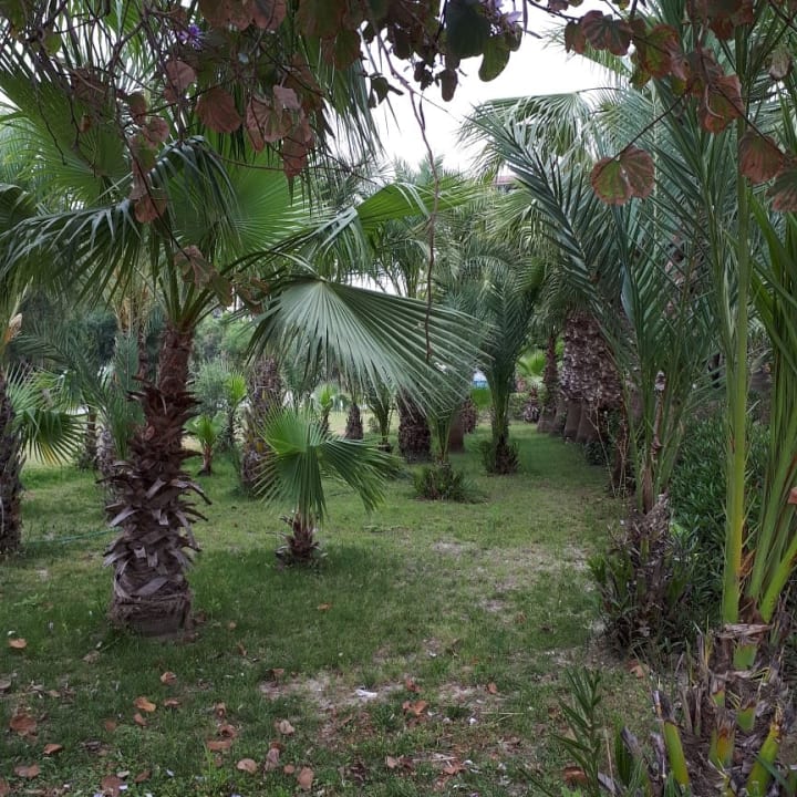 Gartenanlage Seaden Corolla Hotel