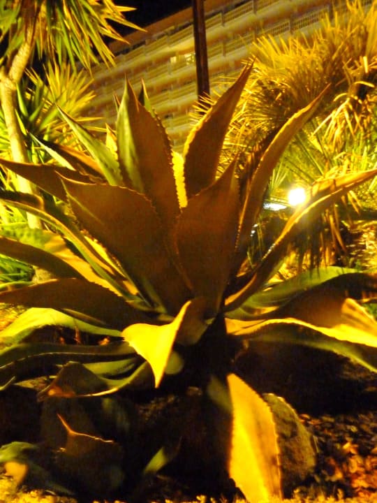 Garten allsun Hotel Bella Paguera