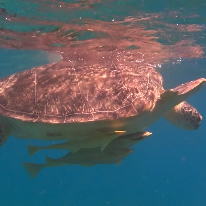 Strand Seven Seas Jolie Bay Resort