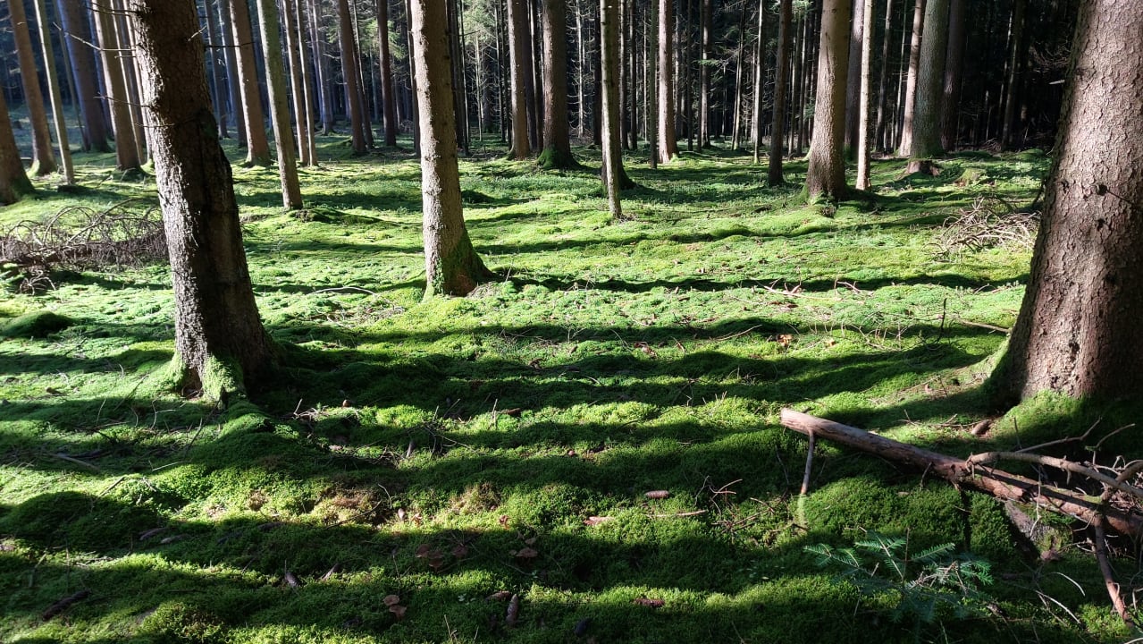 Sonstiges Spirit & SPA Hotel Birkenhof am Elfenhain